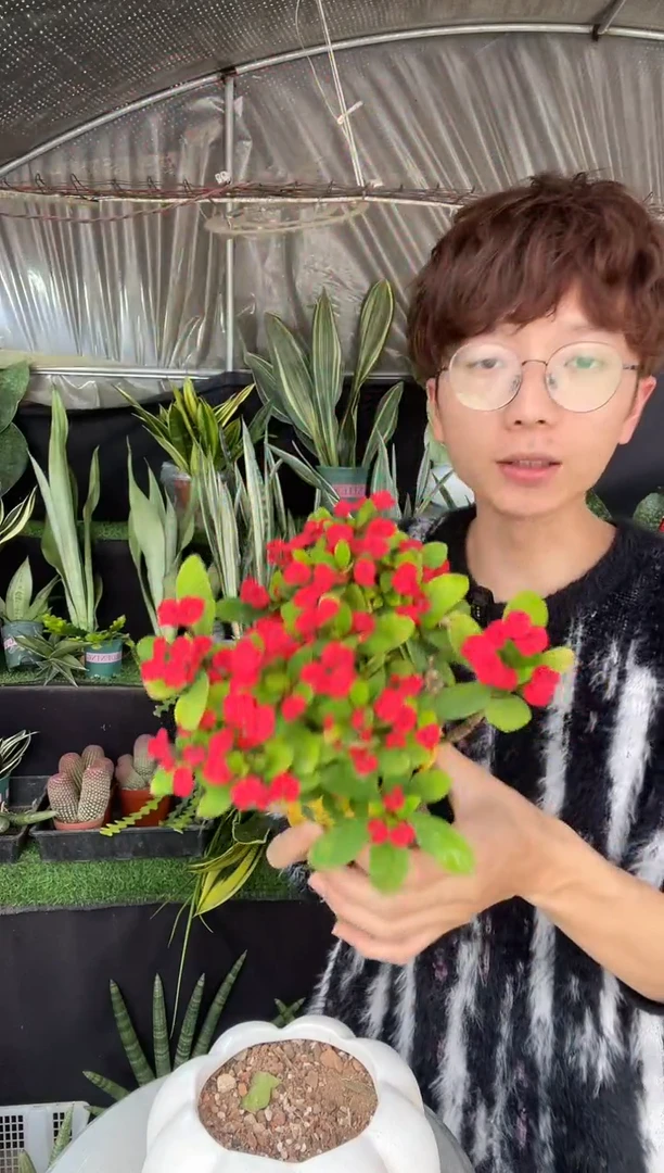 【闪购商品】虎刺梅带盆土9.9