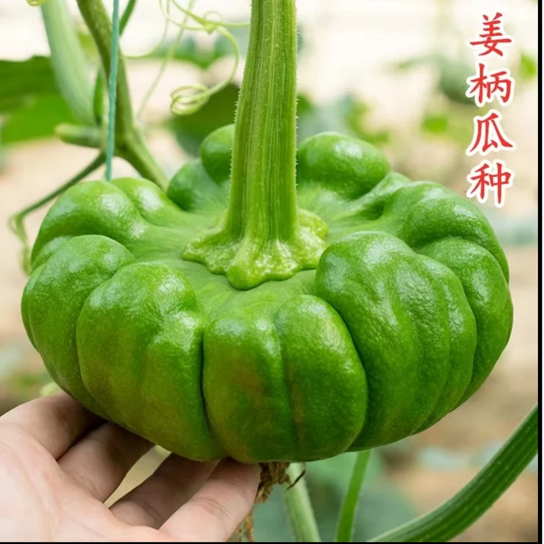 云南姜柄瓜种子种籽春夏秋季七叶瓜庭院爬藤小南瓜绿菜瓜蔬菜种孑