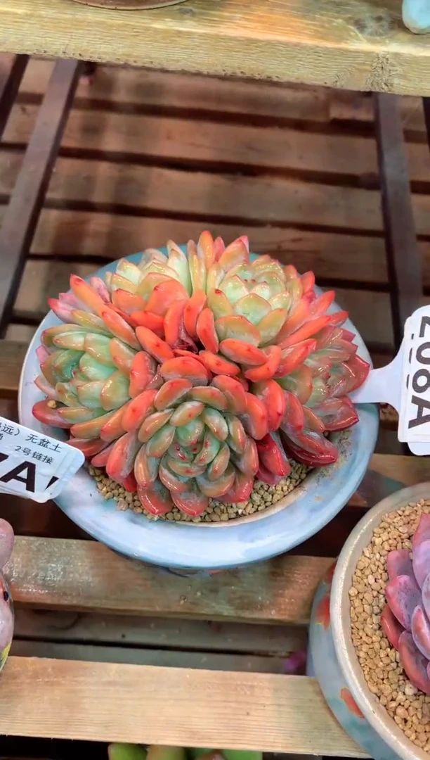 208A（一物一拍，精品多肉，w所见即所得 ）