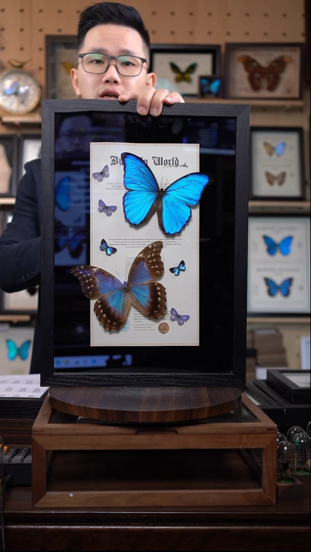 大蓝雌雄+灰蝶组合