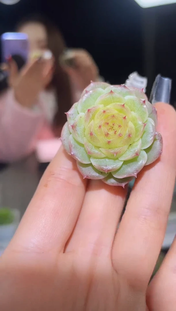 闪购1621  y花朵多肉一颗  4厘米