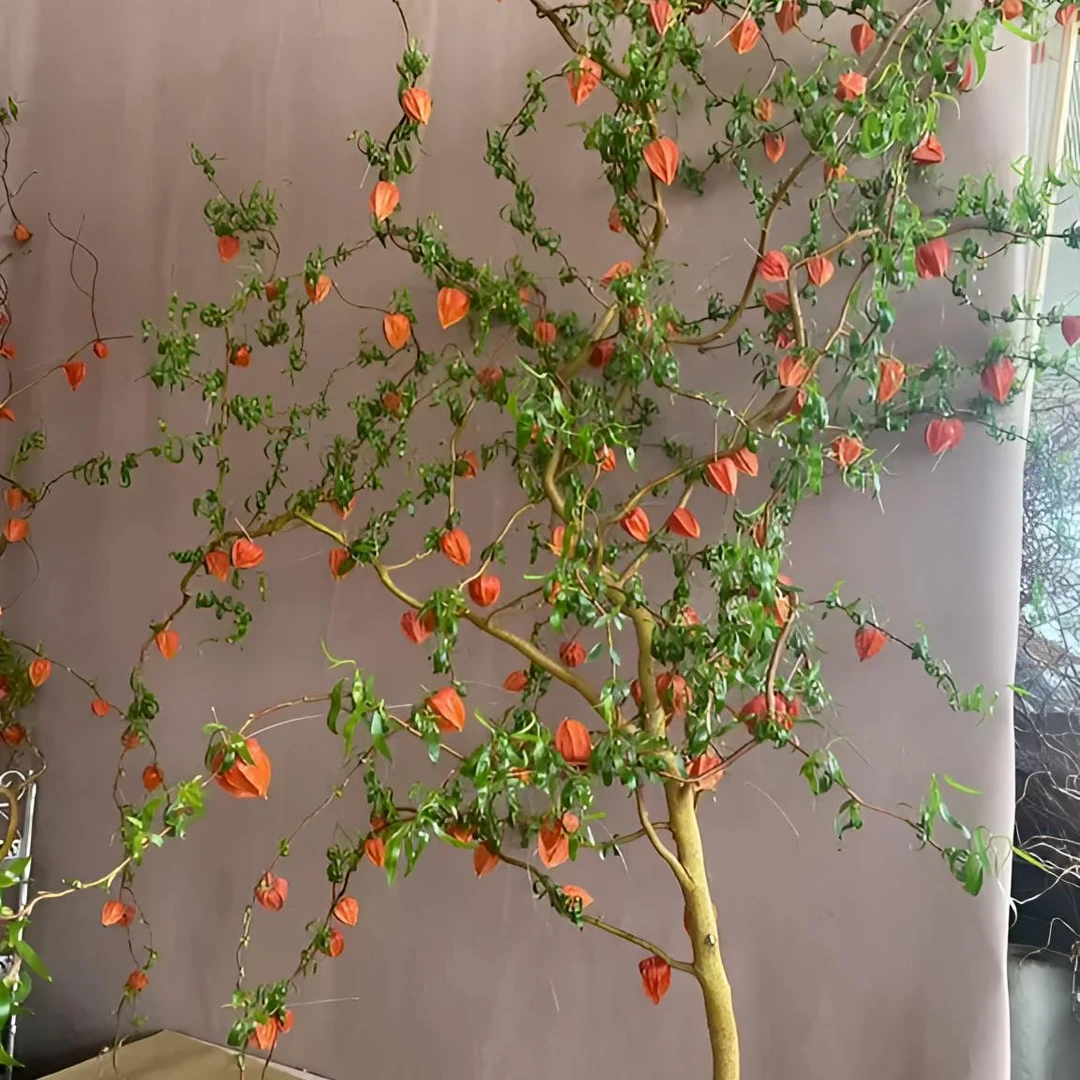 龙柳金灯树AAA级龙柳酸浆果室内家里插花用花材火焰树小叶女贞