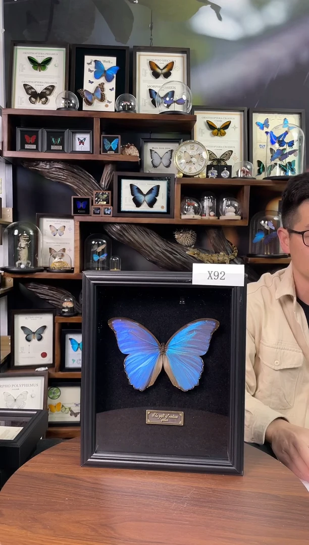 大蓝闪蝶-黑绒底版【10寸欧式框】X92微瑕