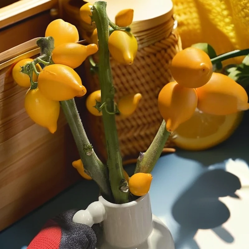 年宵花黄金五代果，小桌面款和小果（同主播展示）