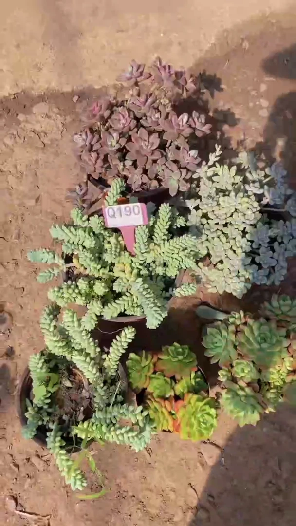 Q190多肉组合默认脱土发货