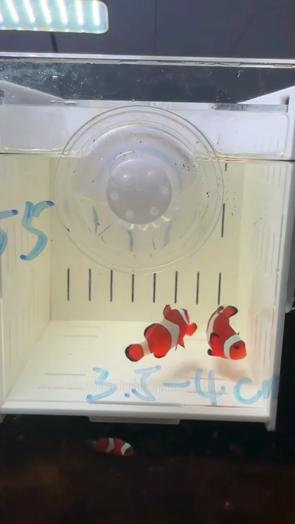 海水55号盒子3.5-4微开全纹