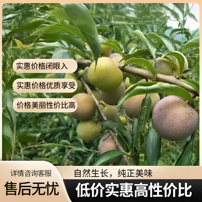 【知一专属】云南昭通绥江半边红李子自然生长现摘现发