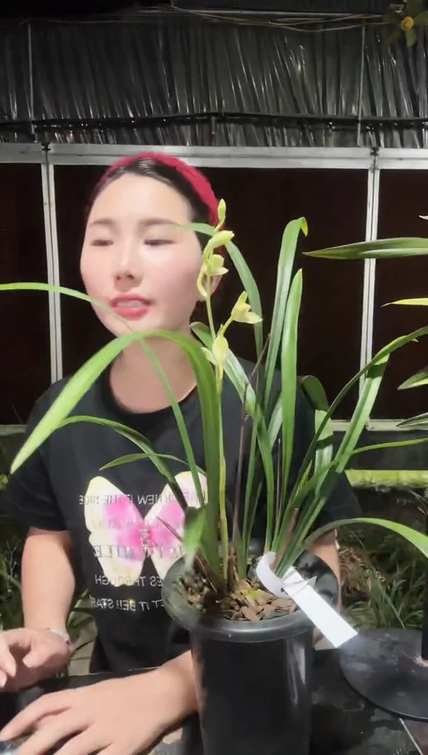 无花朵夏皇梅2苗 建兰