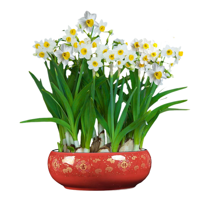 【香水仙花 3年大母球 陶瓷盆】水培花卉盆栽 耐寒年宵花 带花芽