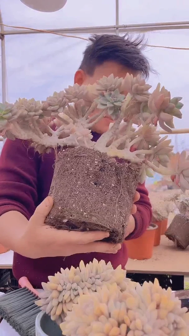 【闪购商品】缀化200