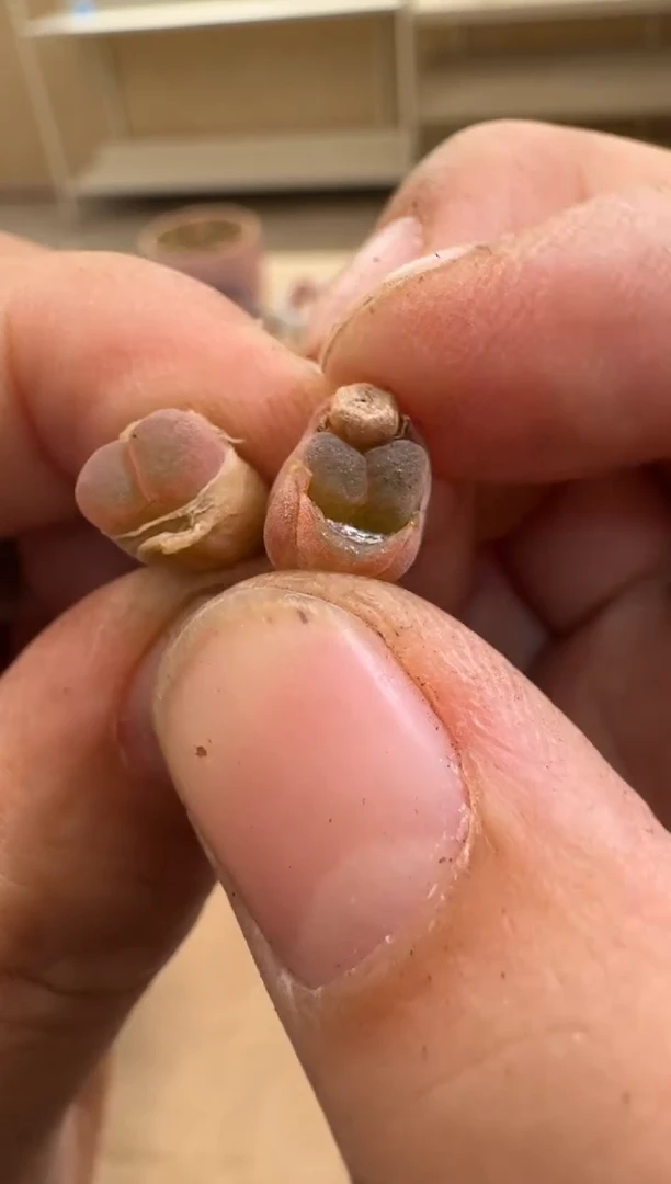 疯狂的多肉石头30-70.一颗粉兔子