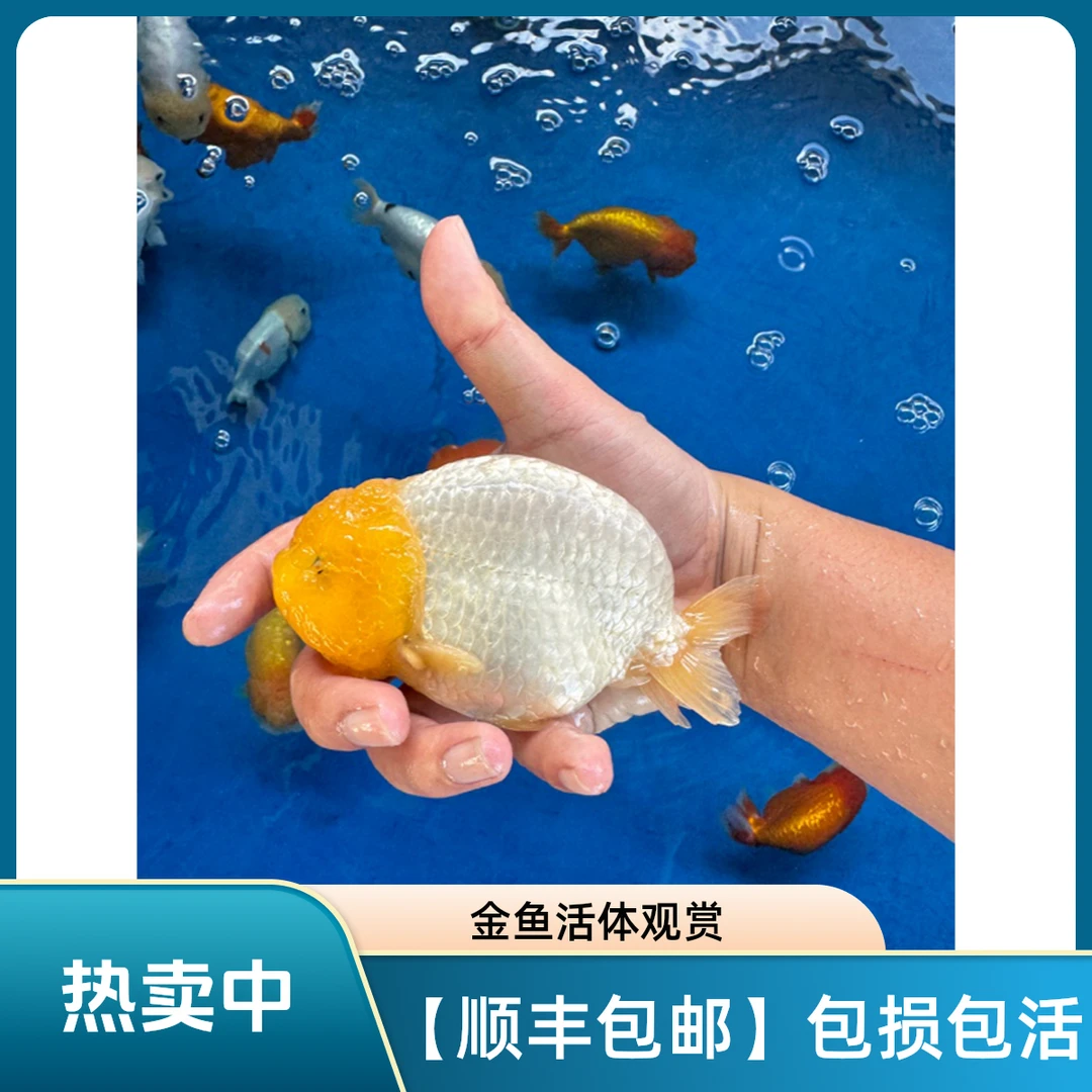 【顺丰包邮】兰寿观赏鱼冷水鱼淡水鱼宠物鱼波妞精品大体
