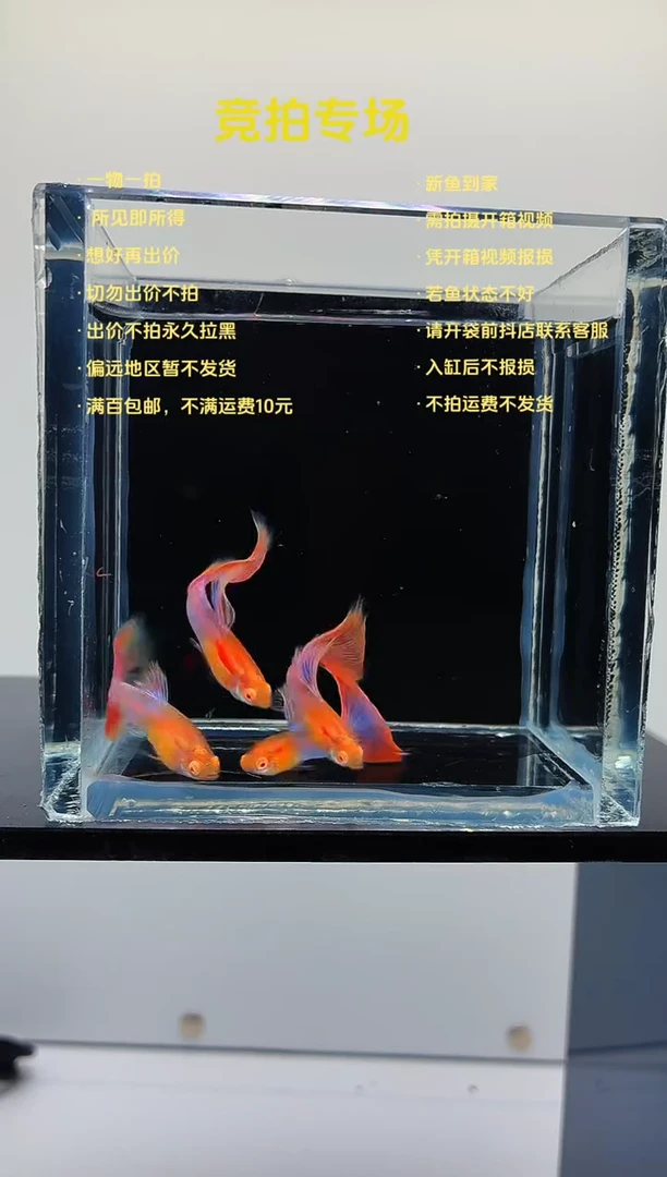 孔雀鱼4条天使彩虹公鱼-46