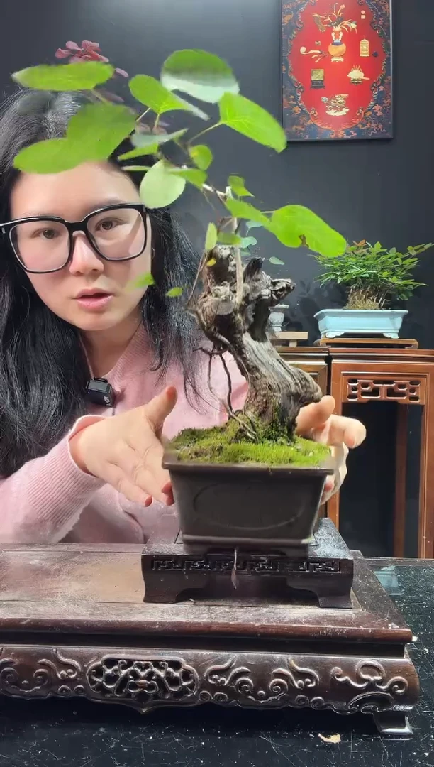 完全开放黄栌0000