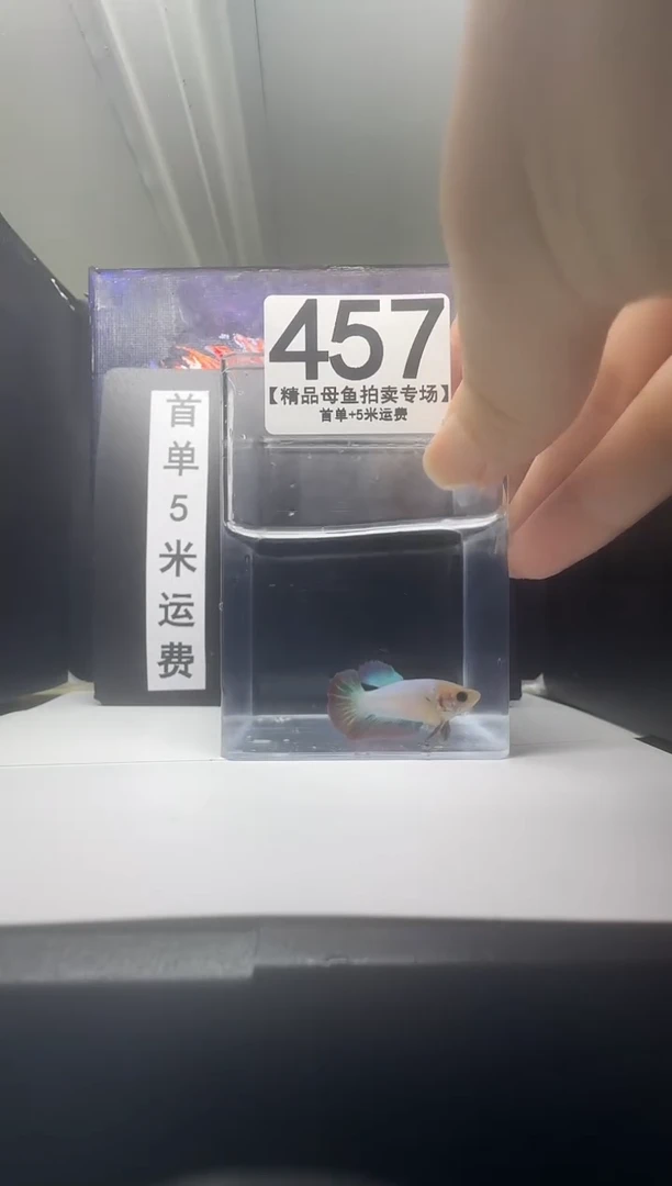斗鱼母鱼编号：457