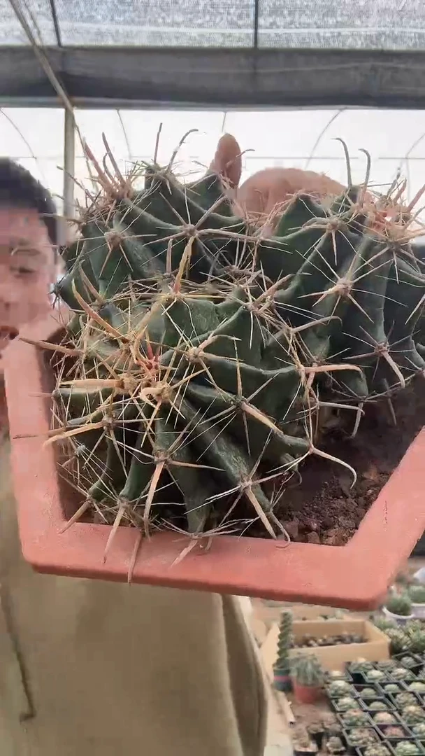 我****子三头雎鸠玉     69.99