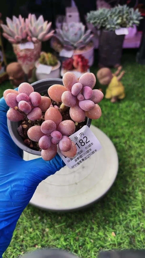 昆明印象多肉09182