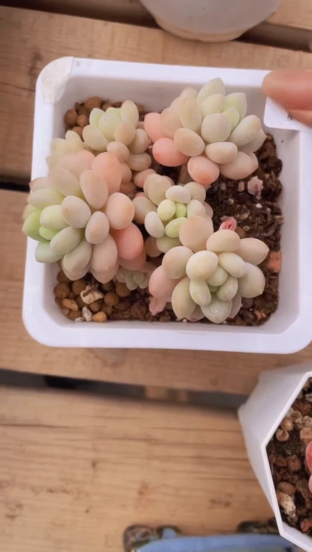 【闪购商品】070鱼子酱多肉