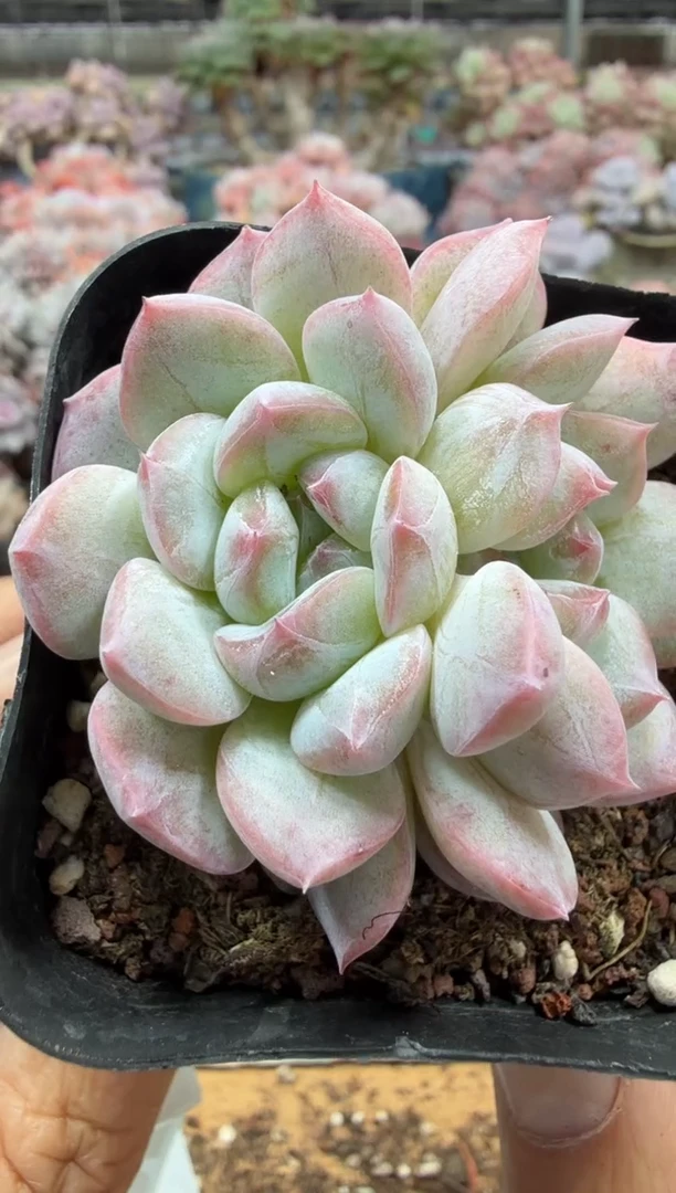 东云多肉园二店-748