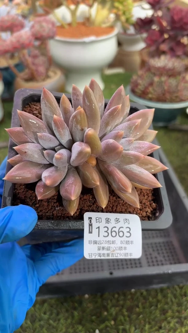 【闪购商品】13663