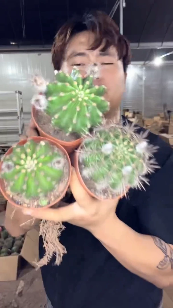 3颗 实生根 席克氏彩草 7-9cm