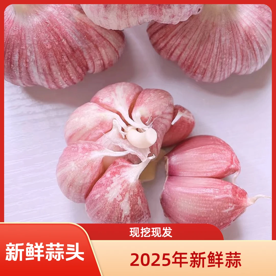 【鲜蒜】新鲜蒜现发紫皮多瓣大蒜头可腌制糖蒜腊八蒜