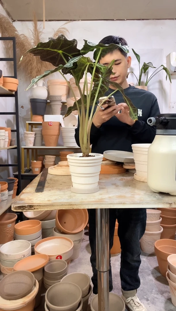 13*12白色竹节 1盆1托 灰陶托盘