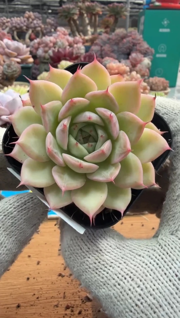 东云多肉园三店-171