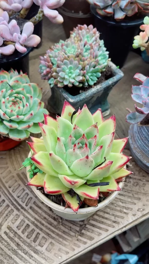 朝**暮15049多肉植物一物一拍