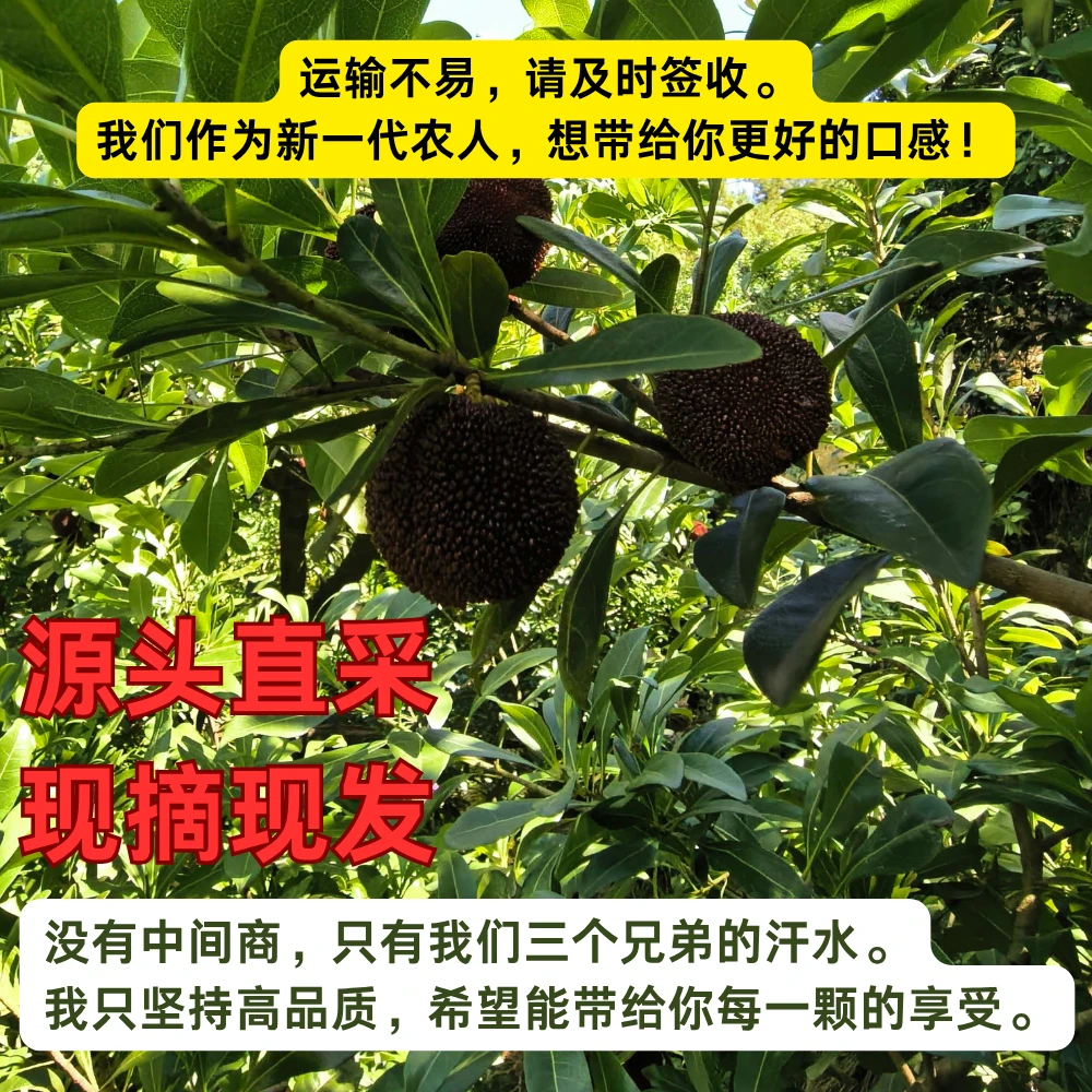 【浮力尝鲜4斤】仙居东魁杨梅4斤装顺丰冷链发货