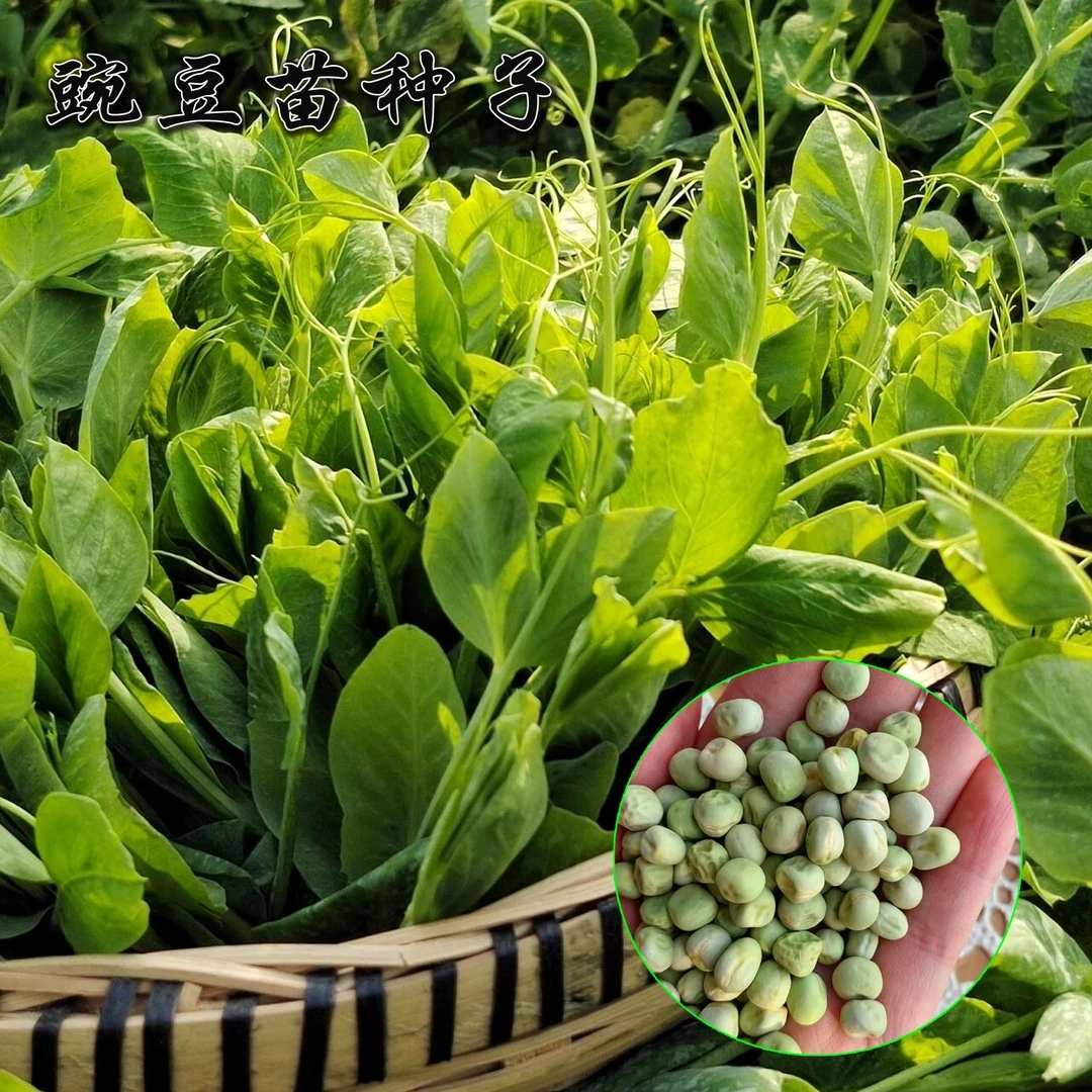 速生无须豌豆苗豌豆尖水培荷兰豆苏州青矮脚青菜种子正品蔬菜