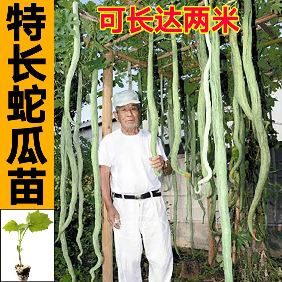 特长蛇豆秧苗巨型蛇瓜苗高产蛇豆角苗蛇豆苗长蛇瓜秧苗四季蔬菜苗