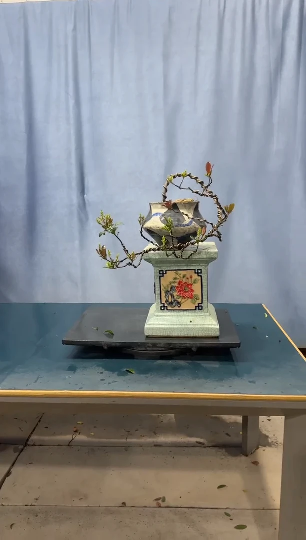 【闪购商品】盆景春花