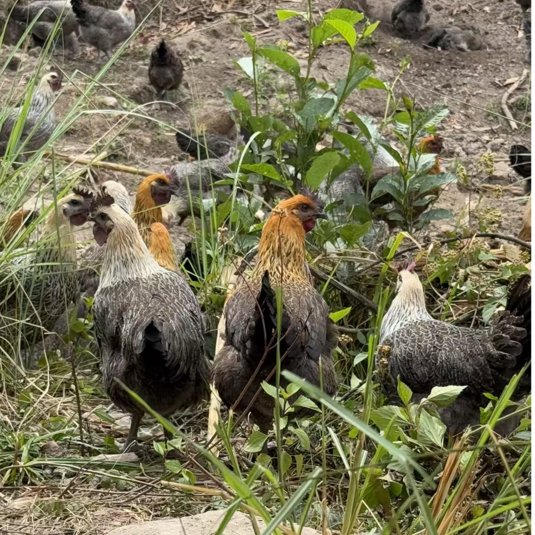 【小鸡】临沧拉祜族特色土鸡小鸡苗1斤左右 包冰率不含冰