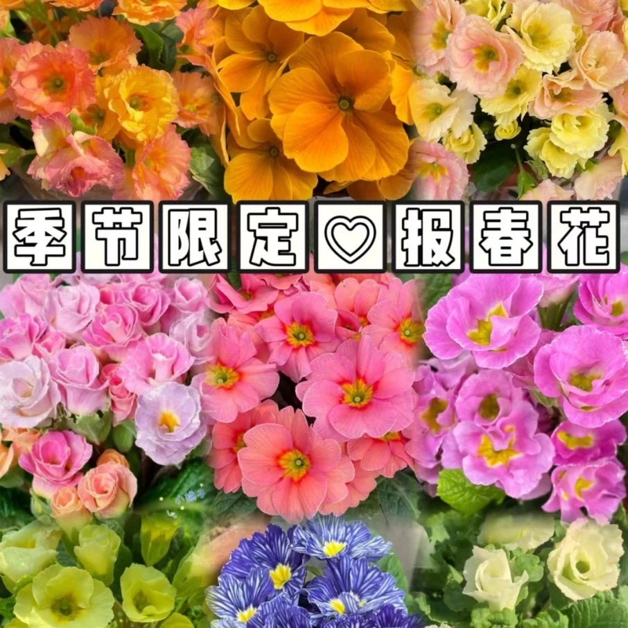 11[报春花]欧洲报春冬季耐寒四季开花带花包阳台室内