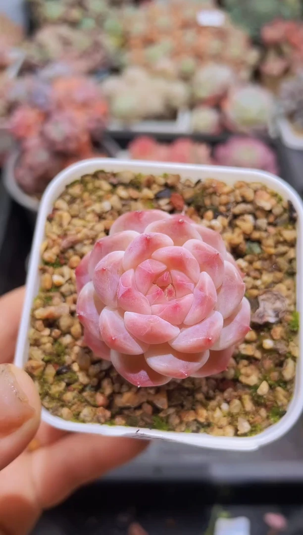 【闪购商品】935樱花冰魄