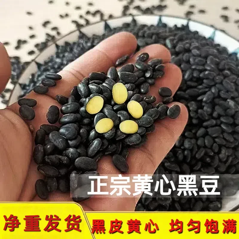 生黑豆农家老品种黄心小黑豆农家自种肾形黑豆非转基因打豆浆醋泡