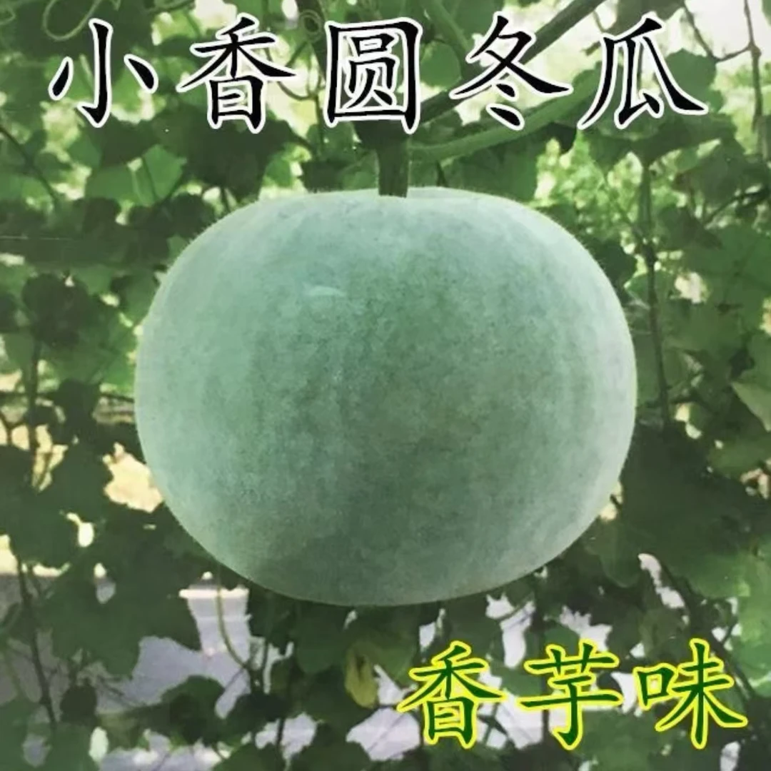 【一串铃香芋小冬瓜种子】四季种植盆栽地栽阳台小院