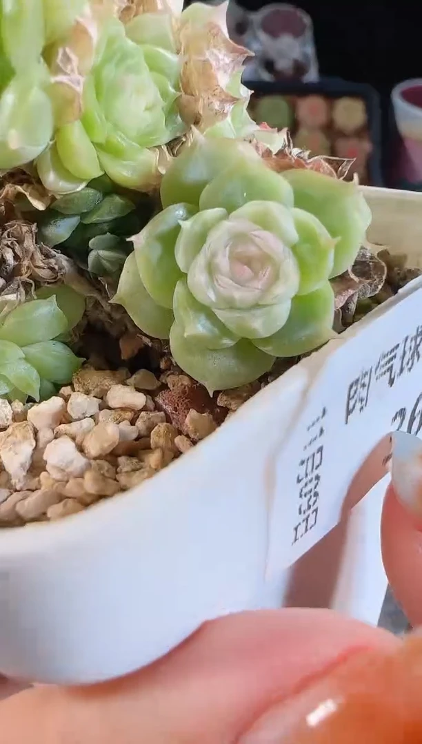 1109-367麦秆群不包整