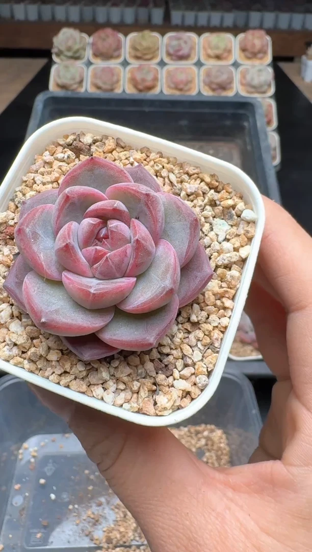 【闪购商品】484E号一物一拍多肉花卉植物3颗起发