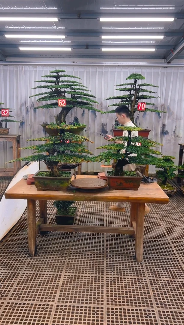 无花朵在*处精品盆景直播间一物一拍