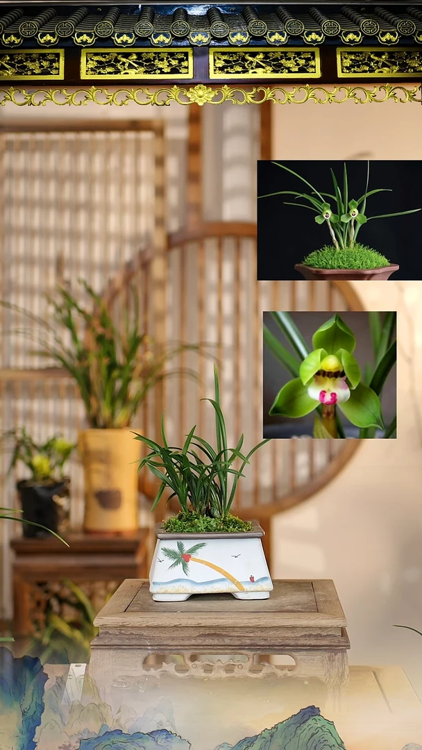 全部花苞翠盖荷带盆带花苞