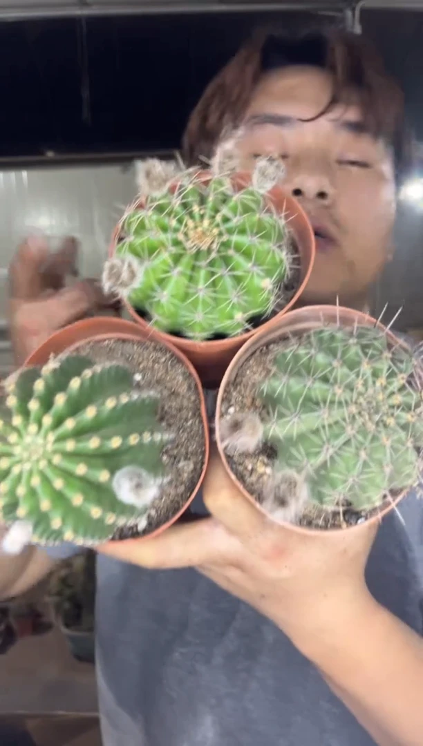 3颗 实生根 金刚彩草 7-9cm