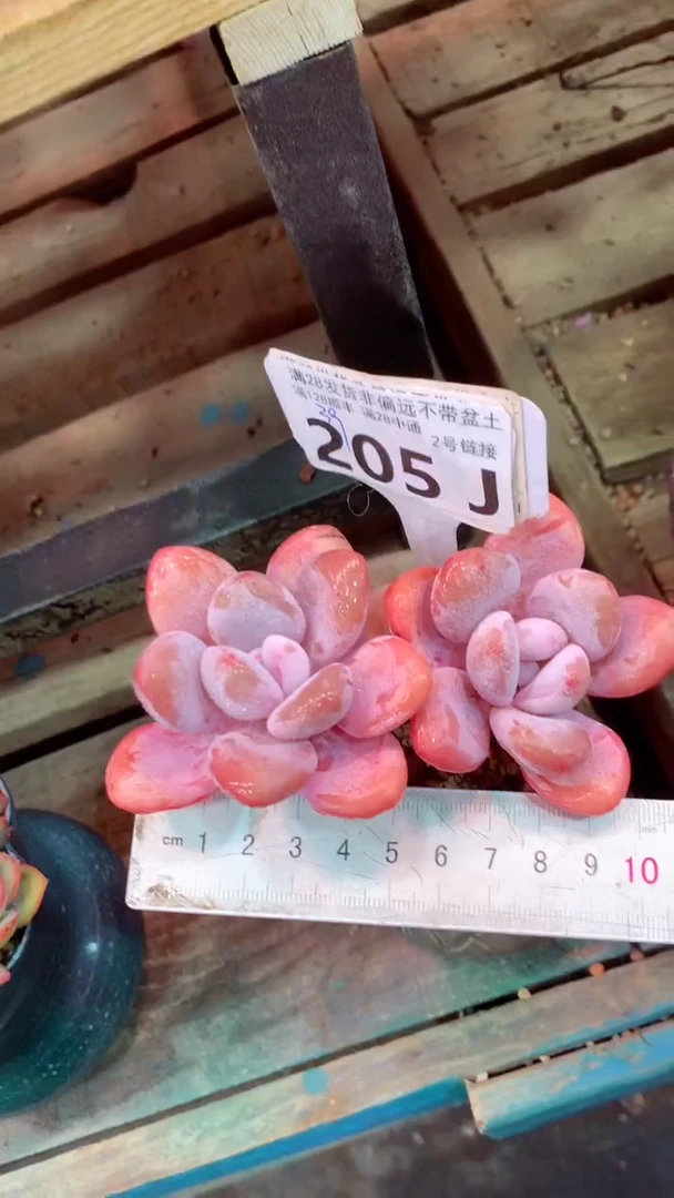 205J（一物一拍，精品多肉，所见即所得 ）