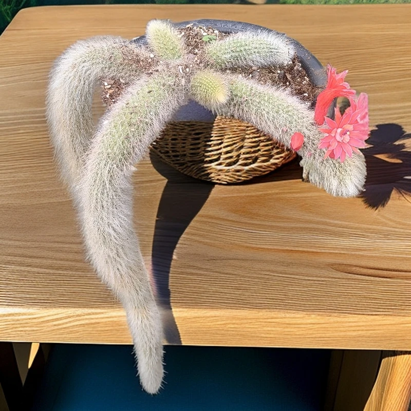 九尾狐吊兰，白毛九尾狐尾，长在60厘米左右三个头起以上，脱土发货。