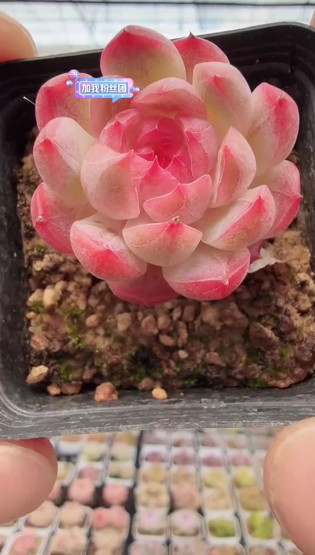 东云多肉园新款-05