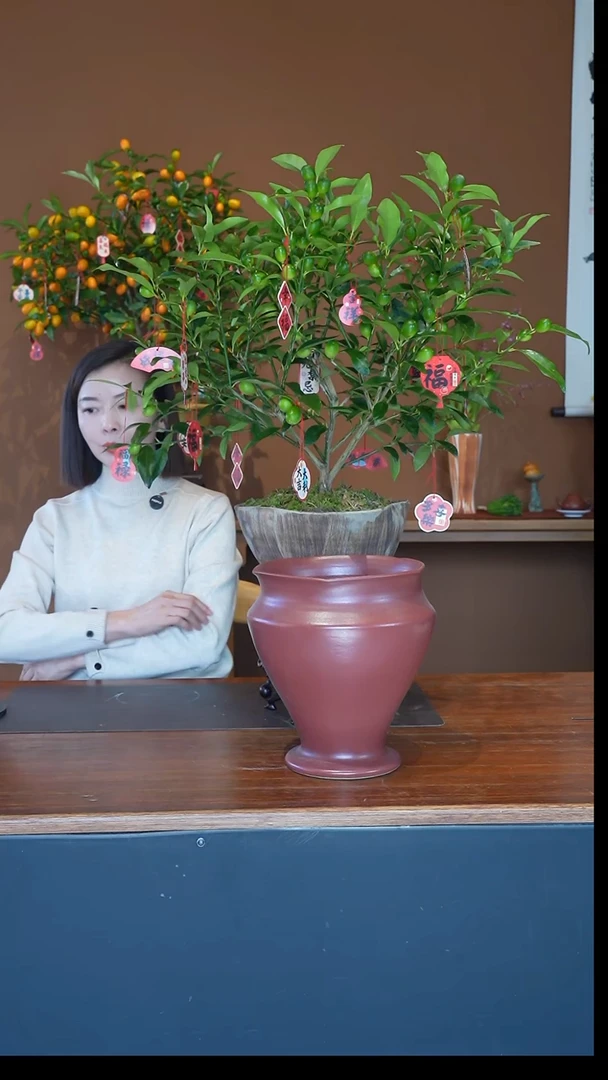 全部花朵脆皮金枣盆景盆景盆景