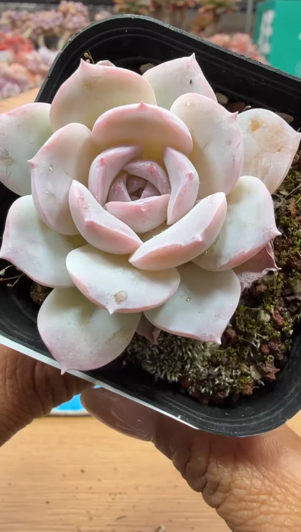 东云多肉园二店-69