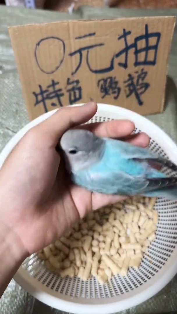 桃脸牡丹鹦鹉松石蓝闪母H80625，拍摄开箱视频，到家包活48小时