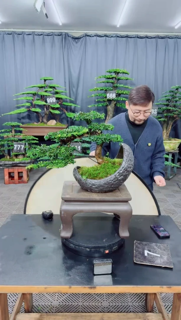 以实际为准罗汉松盆景....